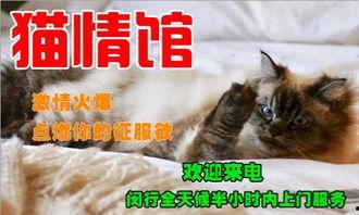 新手训猫小爆料视频大全,揭秘视频大全中的实用技巧与经验分享  第3张